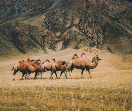 Верблюды Сон-Куля, Киргизия