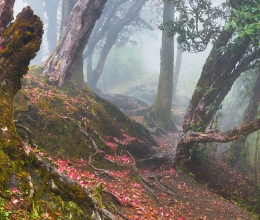 Рододендроновый лес, Непал